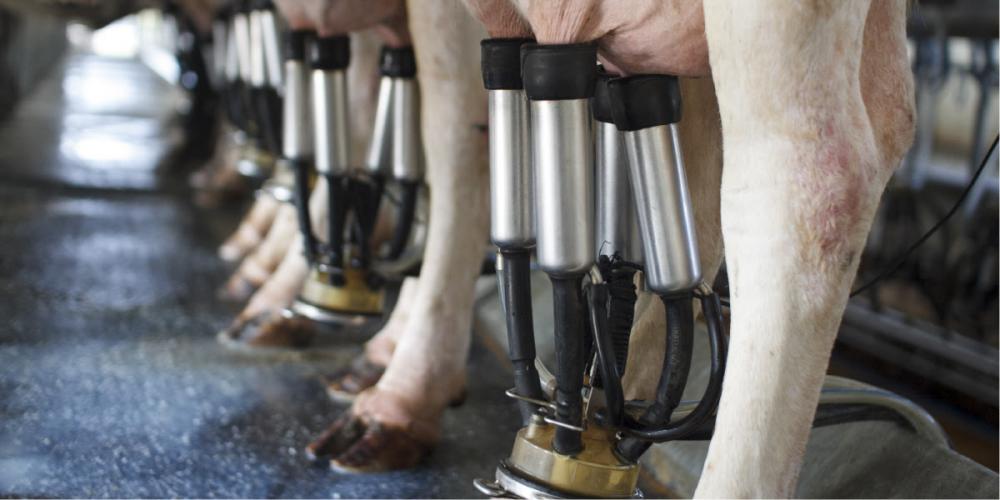A média de produção por vaca ao dia na Castrolanda cresceu de 23 kg em 2012 para 30 kg atualmente. Foto: Reprodução