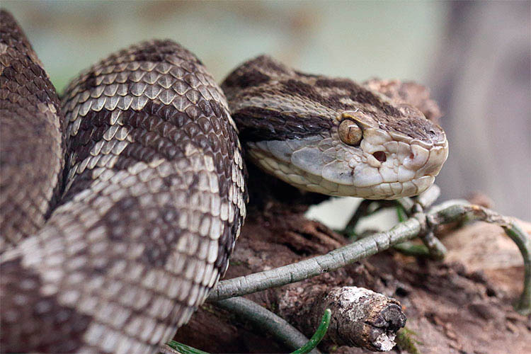 Estudo correlaciona fatores de risco e acidentes com serpentes no Paraná - Foto: O Perobal/UEL