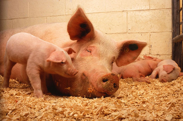 Suinocultura, pecuária de corte e avicultura ganharam impulso e contribuíram para o setor acumular 52,8 milhões de toneladas no período e projeta um saldo positivo para 2019Foto:PublicDomainImages/Pixabay