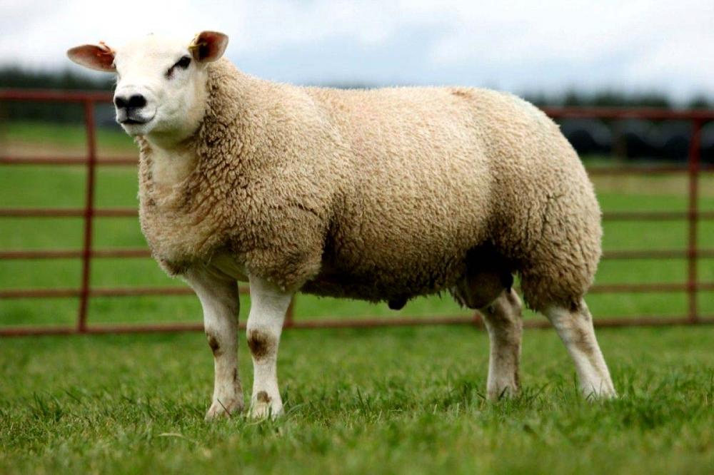 Pelo segundo ano, Show Rural mostra ovinos e caprinos aos visitantes Crédito: Assessoria