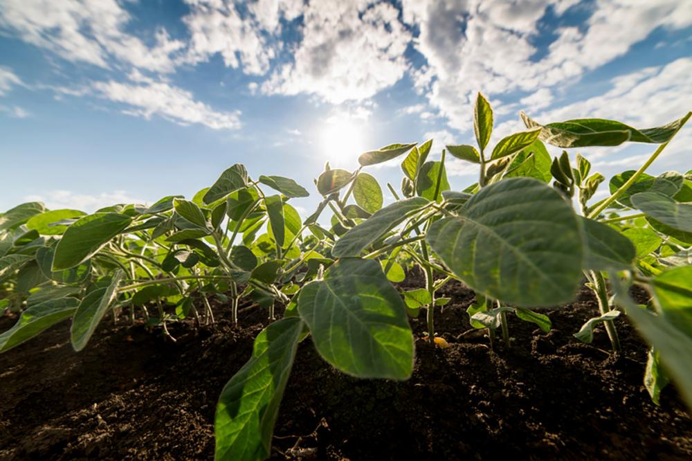 O evento, que acontecerá em Floresta, município da região de Maringá (PR), contará com seis estações técnicas para abordar temas como manejo, cultura do sorgo, a importância do consórcio milho, braquiária e crotalária, importância das raízes para o sistem