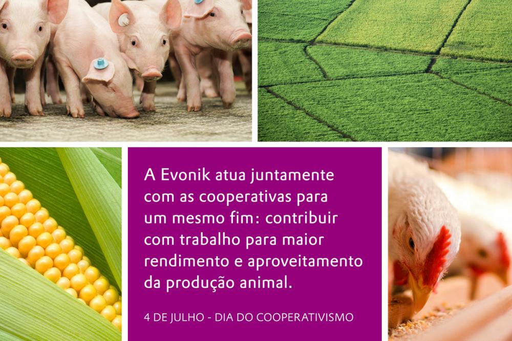 Em comemoração ao Dia do Cooperativismo, celebrado no dia 4 de julho, a empresa reforça sua atuação junto a esse segmento com o objetivo de promover o maior rendimento e aproveitamento da produção animal. 