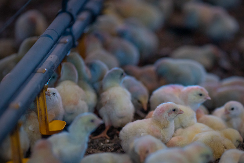 As exportações brasileiras de genética avícola (considerando ovos férteis e pintos de 01 dia) totalizaram 15,638 mil toneladas nos doze meses de 2022, informa a Associação Brasileira de Proteína Animal (ABPA). Foto Sistema CNA/SENAR.