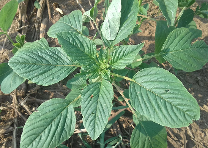 Considerada uma planta do tipo C4, o Amaranthus palmeri tem crescimento acelerado e compete com a cultura agrícola por água, nutrientes, espaço, luz e CO2. Foto Embrapa.