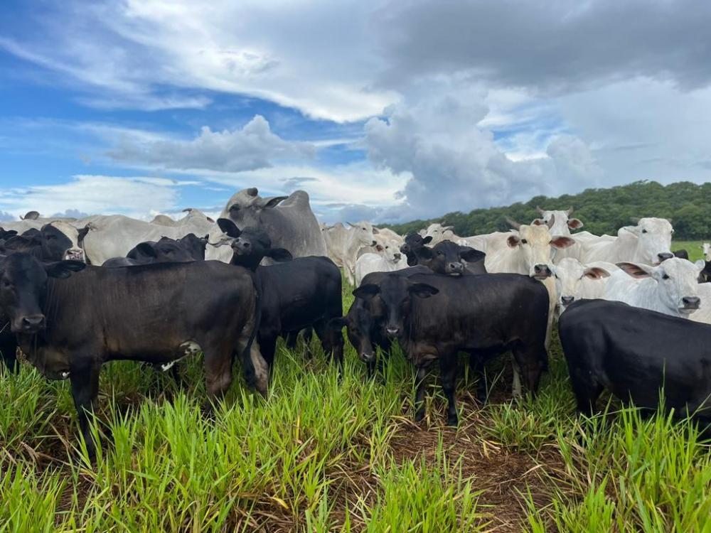 Segundo o diretor de Pesquisa, Desenvolvimento & Inovação da Premix, Lauriston Bertelli Fernandes, a tecnologia aplicada no Fator P, além de contribuir para a produção sustentável de ruminantes a pasto, atende os consumidores que buscam incluir em seus ca