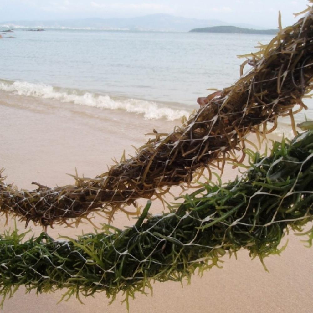 O estado quer se tornar um polo no cultivo de macroalgas. (Foto: Epagri)