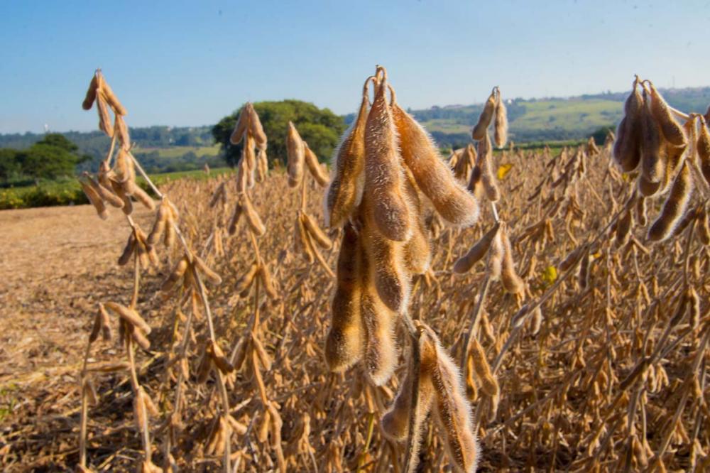 Fórum Nacional de Máxima Produtividade de Soja, organizado pelo Comitê Estratégico Soja Brasil (CESB), que acontece no dia 14 de julho a partir das 8h20 (horário de Brasília). Devido à pandemia, pela primeira vez o evento será totalmente on-line.