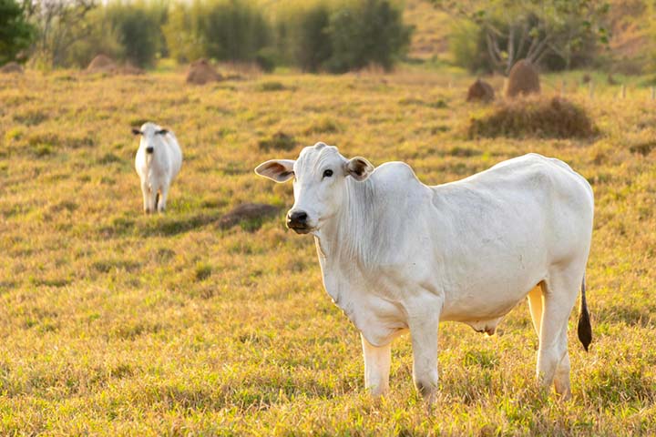 Uma vez que ganham o corpo dos animais, estas larvas procuram locais para se fixarem, iniciar sua alimentação e evolução para as diversas fases do ciclo parasitário. Foto por leonidassantana em freepik