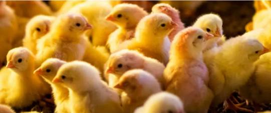A avicultura e a suinocultura estão entre as atividades que mais utilizam este sistema, em que produtores integrados e indústrias integradoras firmam parceria para a comercialização de animais para a produção de carnes.