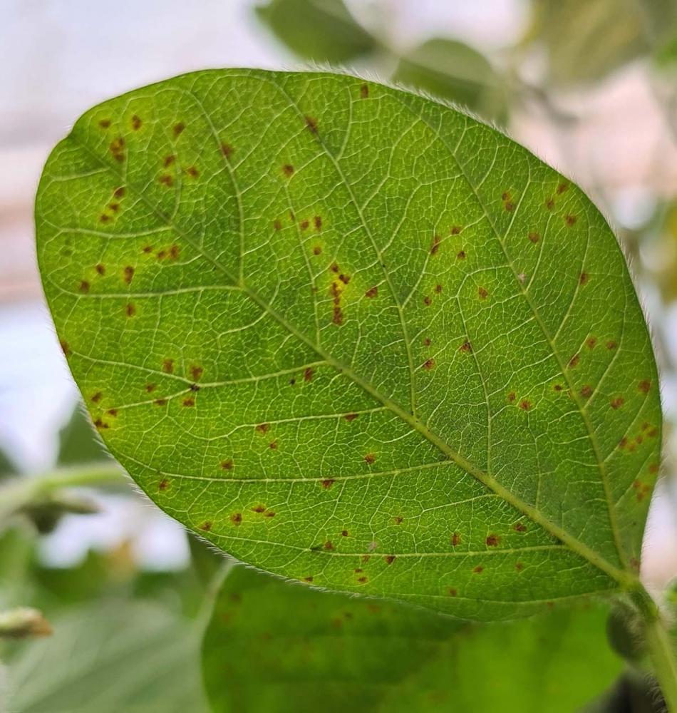 Phakopsora pachyrhizi - Ferrugem da soja