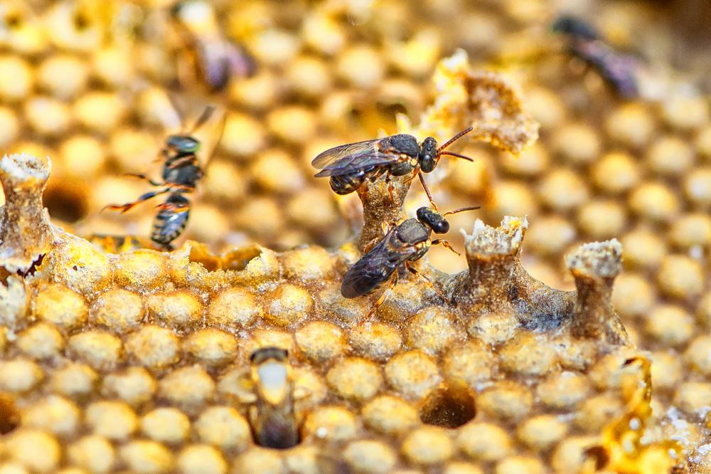 Projeto premiado de reintrodução de abelhas na natureza, Poliniza Paraná completa um ano Foto: Sedest