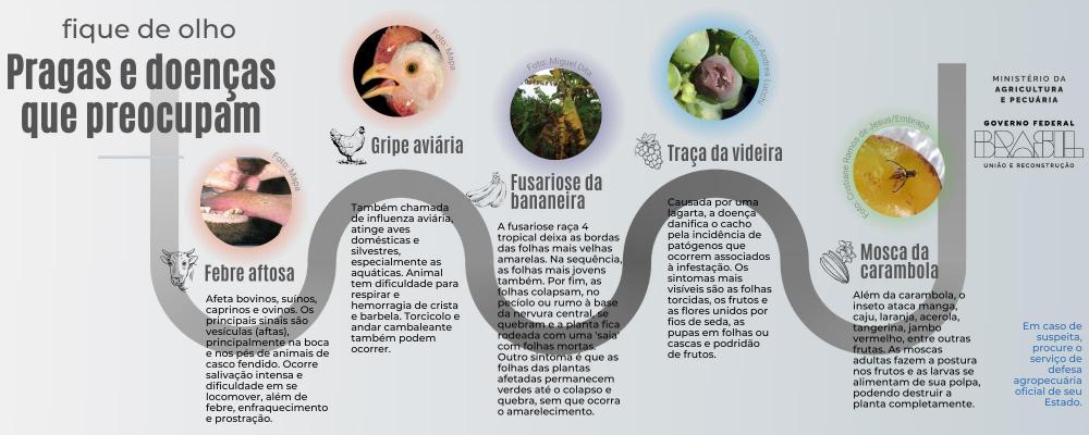 De acordo com normas do Ministério da Agricultura e Pecuária (Mapa), doenças em plantas não são de notificação obrigatória, mas algumas patologias animais sim. 