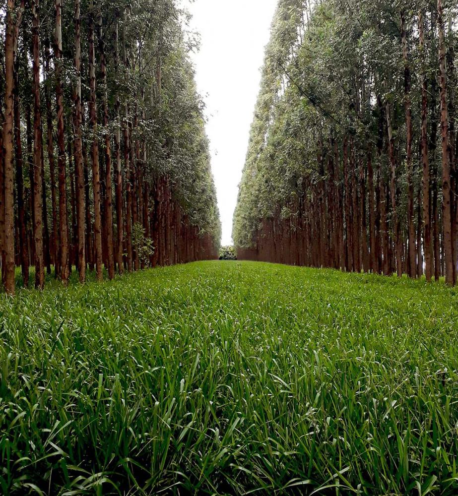 Com a utilização dos sistemas ILPF, além da intensificação e maior eficiência no uso da terra, diversos benefícios ambientais, econômicos e sociais são gerados. 