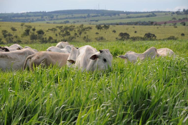 Foto divulgação Braquiária híbrida apoia a engorda a pasto, com maior taxa de lotação em menor área