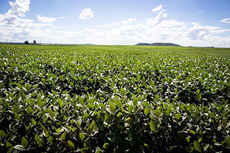 A colheita já começou no Mato Grosso e deve acontecer em breve em outros estados.