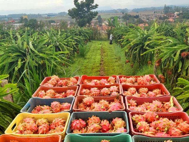 Para a atual safra, estima-se uma produção em torno de quatro mil toneladas (Foto: Divulgação Epagri)