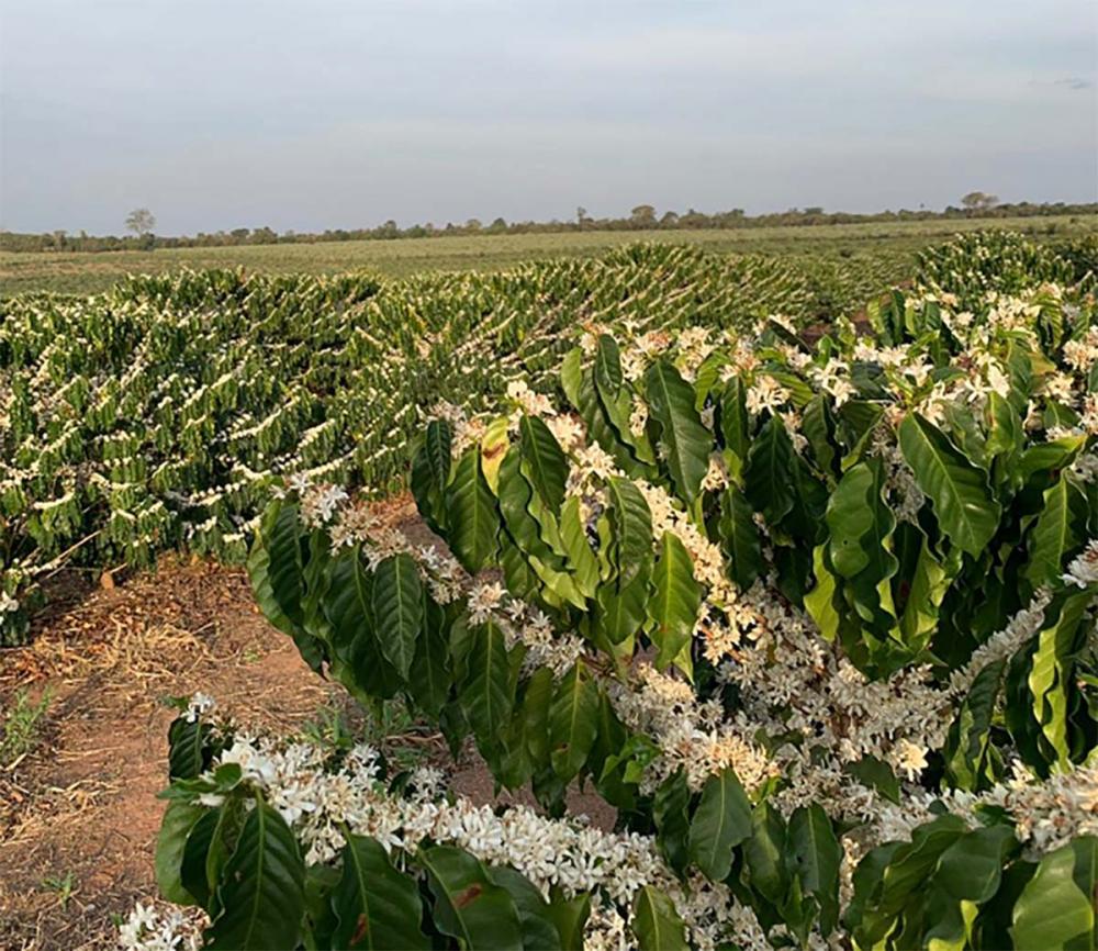 Café da região de Garça, que obteve reconhecimento da IG em 2022 (Foto: Thereza Sartori)