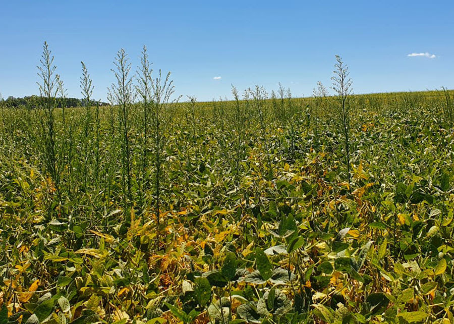 Dados coletados foram reunidos em uma plataforma que traz dados espaciais sobre a ocorrência de plantas daninhas. Na foto, soja com a planta daninha buva (Conyza spp)