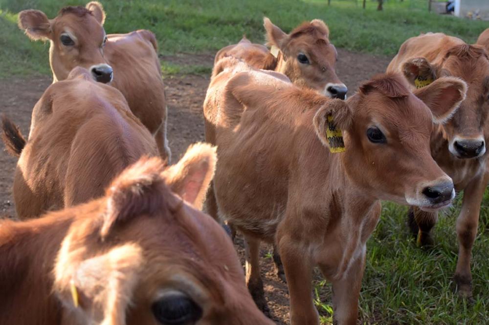 Os prejuízos causados pela tripanosomose bovina são significativos para a pecuária de leite e de corte. Sorrateira, a doença apresenta sinais difusos que dificultam seu diagnóstico e acarretam em uma série de perdas econômicas associadas à quedas na produ
