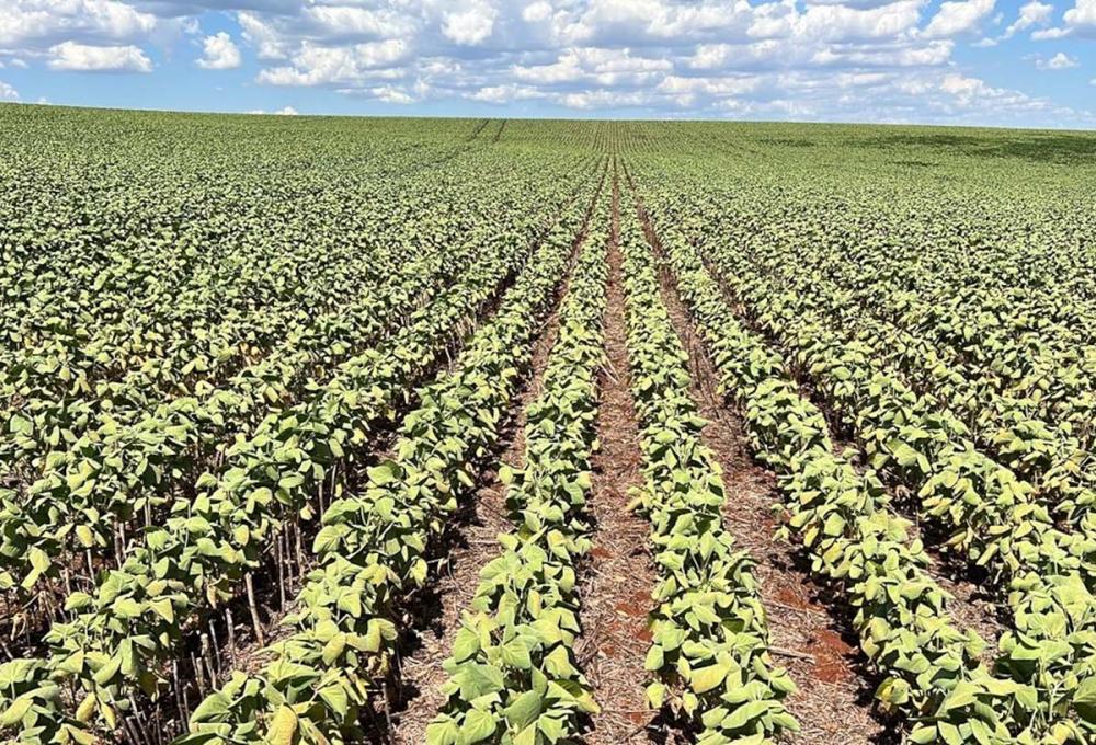 A expectativa é que logo possam vir as chuvas para recuperação da pecuária e das aguadas mas, conforme o presidente da FecoAgro/RS, já começam a se consolidar perdas no Rio Grande do Sul, com o milho consolidado e a soja com uma perda que pode aumentar. F