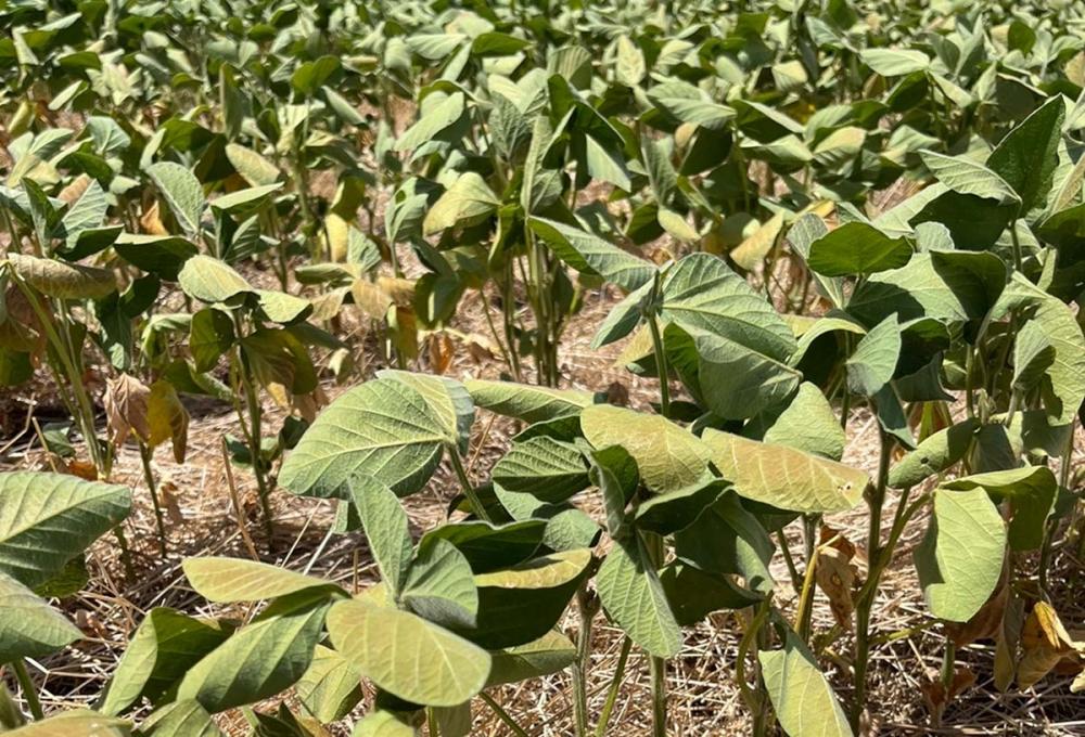 A previsão é de que em regiões como a Central e a Fronteira Oeste a soja terá problemas no crescimento das plantas.Crédito Juliano Matoso 