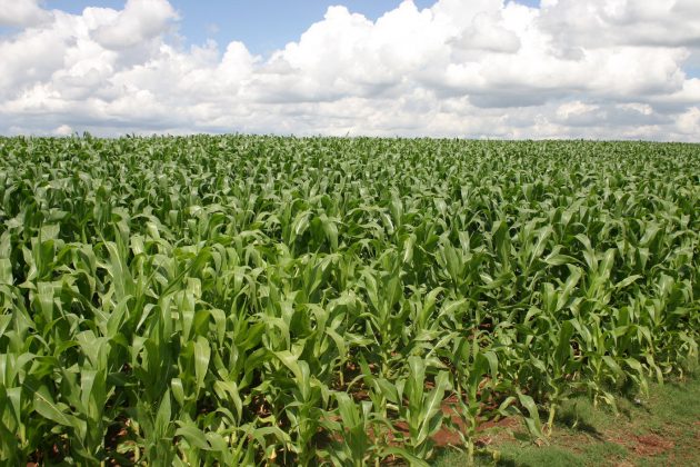 Conforme o relatório do Mapa, o Paraná foi responsável por 64% em operações do PSR para o milho safrinha. Nesta modalidade, foram 12,5 mil apólices firmadas por agricultores do Estado.