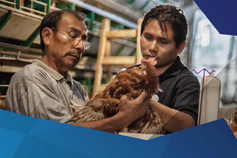 “Menos é Mais” é um projeto que garante ao cliente vacinar menos vezes as aves, reduzindo os custos vacinas e manejo, o que garante maior segurança e proteção.