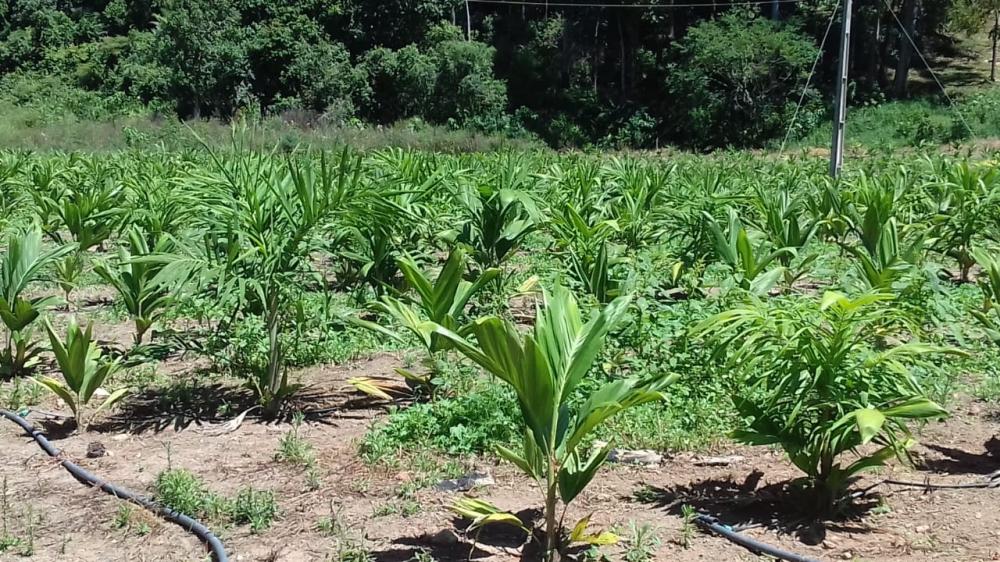 O palmito pupunha pode ser uma boa opção como plantio consorciado com bananeiras, principalmente para quem não tem muita área disponível.