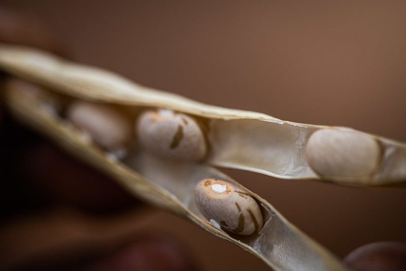 Representantes do Conselho Brasileiro de Feijão e Pulses e Secretária de Segurança Alimentar e Nutricional discutem ações para o setor. Foto Sistema CNA/SENAR.