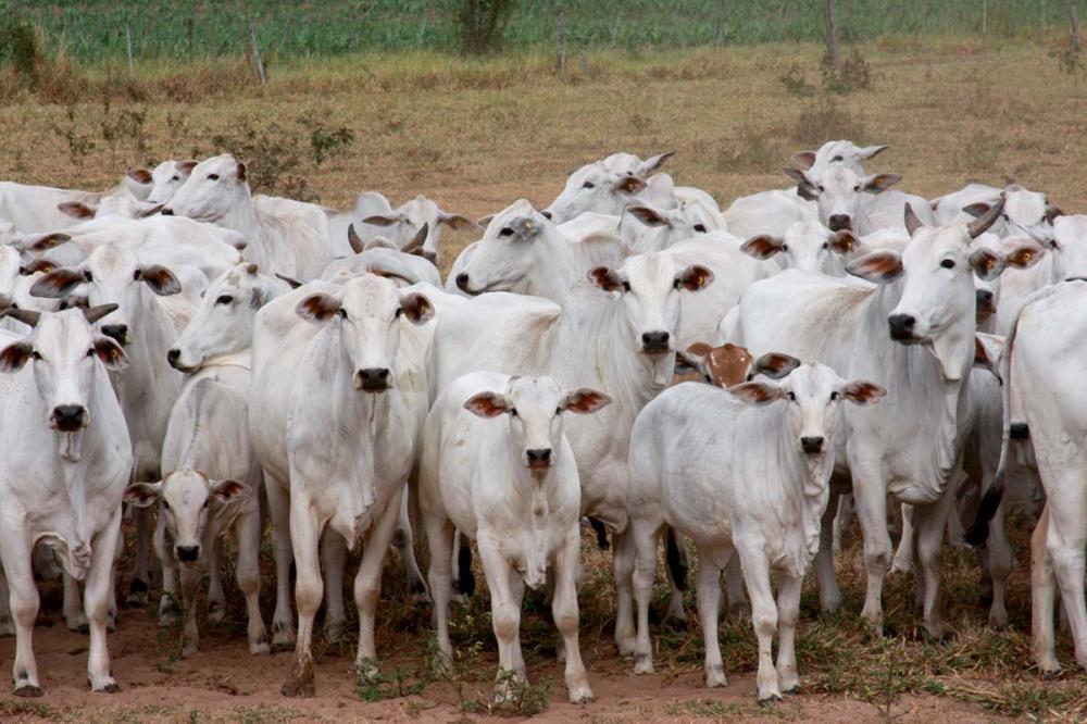 ANCP faz atualização do índice bioeconômico MGTe, a atualização conta com a introdução de uma característica para acabamento.
