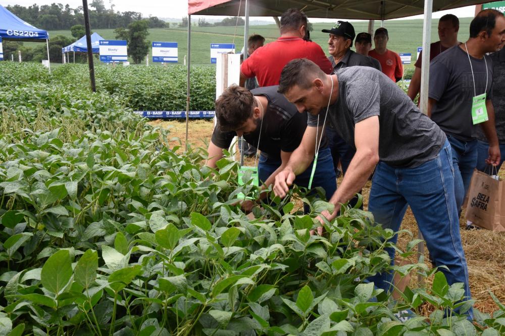 A engenheira-agrônoma esclarece que a diminuição de químicos nas culturas é possível, principalmente quando se fala de defensivos de controle de pragas e doenças, desde que orientados, seguindo as recomendações de uso (época e modo de aplicação). Fotos d