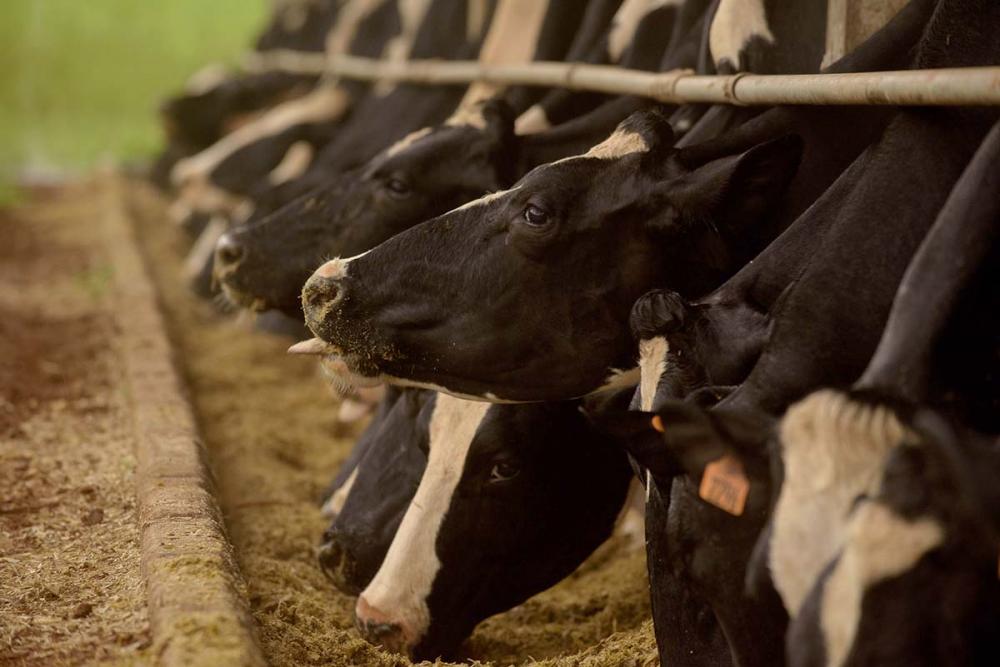 O Energix 203, material de trigo voltado à pré-secado e silagem, é uma das novidades apresentadas pela Biotrigo Nutrição Animal no Show Rural 2023. Créditos da foto: Divulgação Biotrigo/Gui Benck