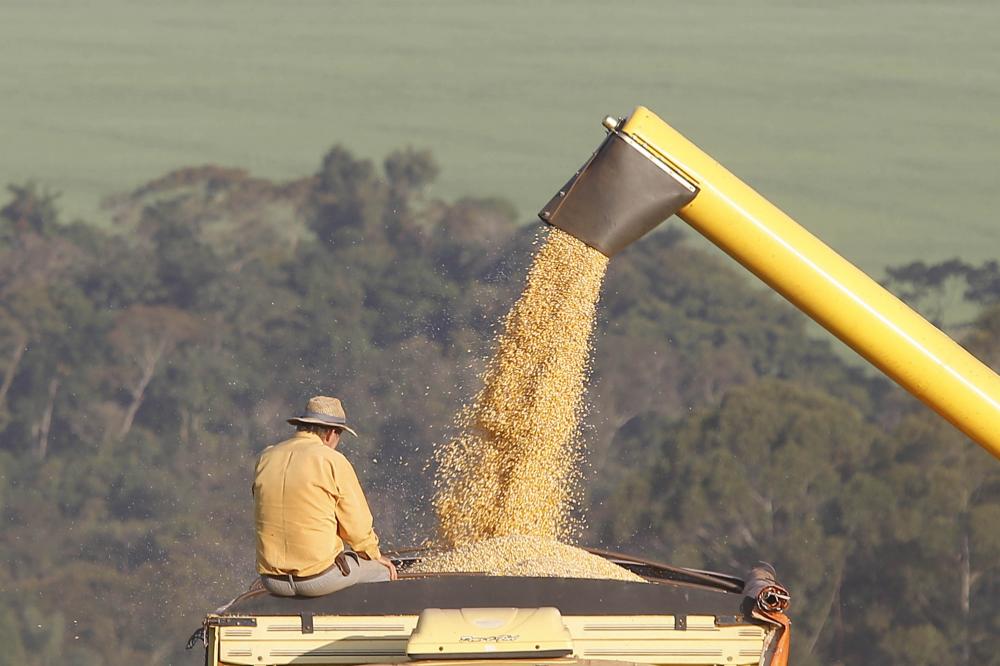 Colheita de milho na região de CAmpo Mourão, norte do Paraná - colheitadeira colhendo milho - Foto: Albari Rosa/AEN