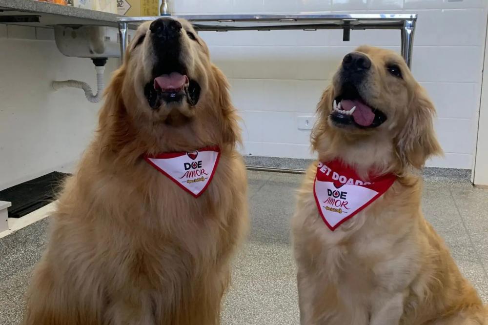 Laboratório da UEL pede novos doadores de sangue para transfusão em cães e gatos Foto: O Perobal/UEL