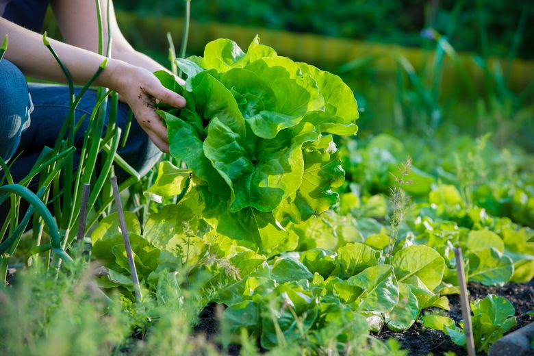 Entre as medidas contempladas pelo projeto estão a garantia de auxílio emergencial para agricultores familiares, a destinação de recursos de fomento de inclusão produtiva para a agricultura familiar, a oferta de crédito rural emergencial com linhas de cré