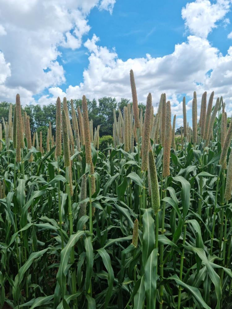 O milheto é o sexto cereal mais importante do mundo. A sua origem é africana, onde se adaptou muito bem no ambiente desafiador e de pouca disponibilidade de água, o que confere ao cereal a característica de ser altamente eficaz no aproveitamento da água d