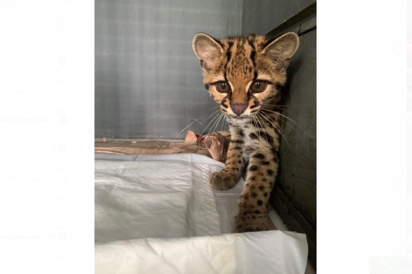 Após se recuperar em estrutura do Estado, gato-maracajá é solto em área de preservação Foto: Unicentro