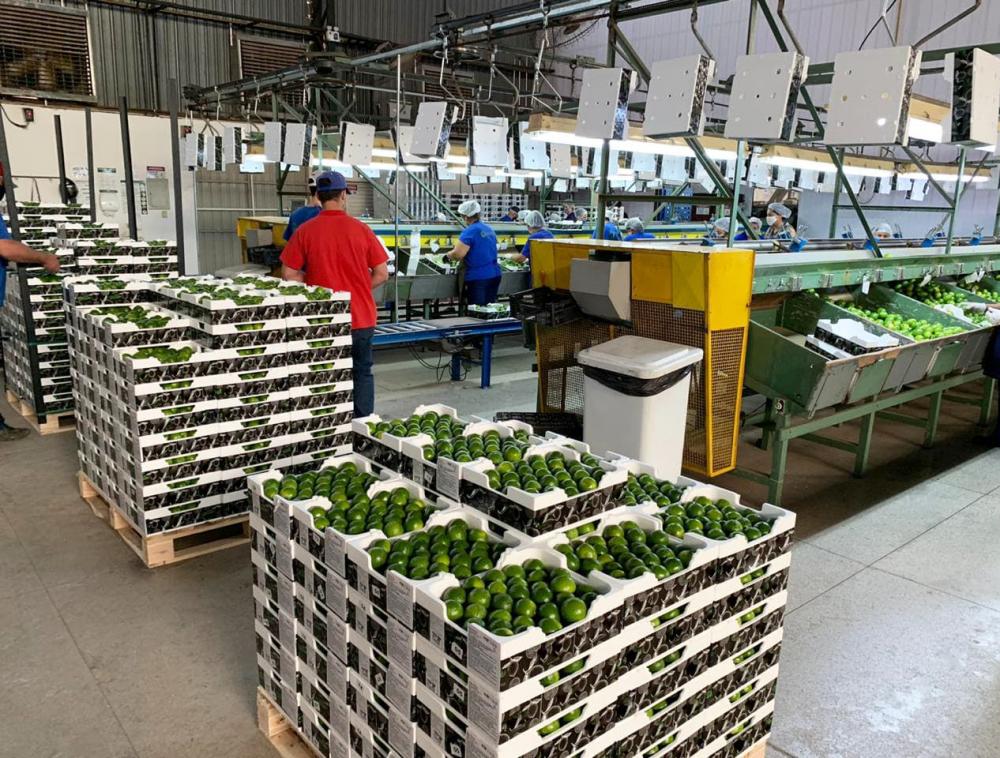 A técnica tem contribuído para a ampliação da participação das frutas brasileiras nos mercados externos.