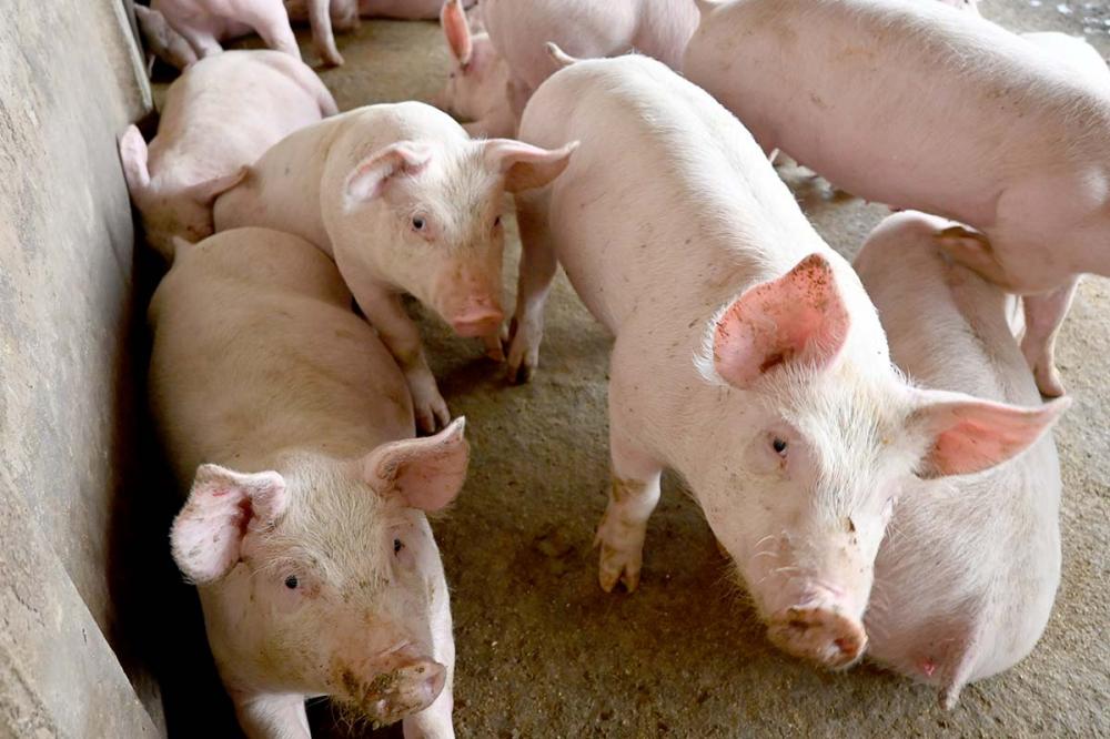 Embarques de janeiro geram receita 32,1% neste ano. Foto Toninho Anhaia