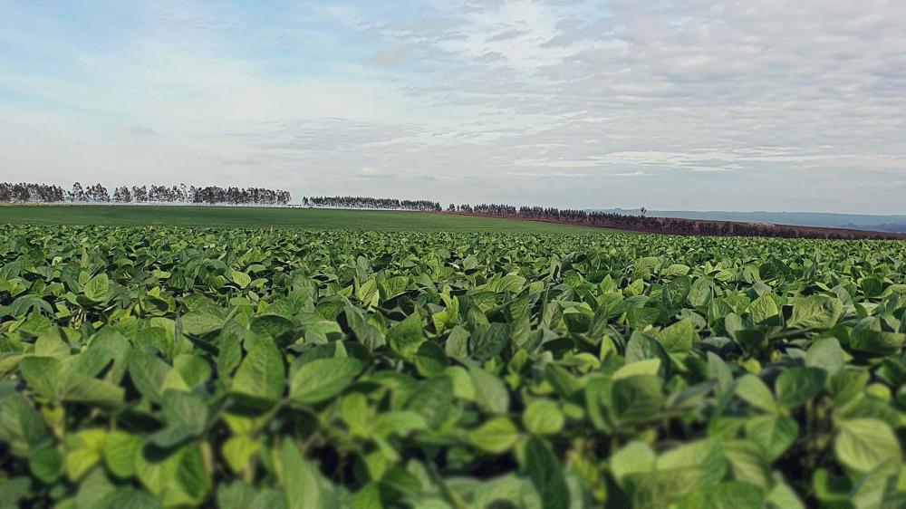 A ILPF não combina com pressa, o produtor precisa ter paciência para aferir as ferramentas, se adaptar ao sistema, para assim colher bons frutos.
