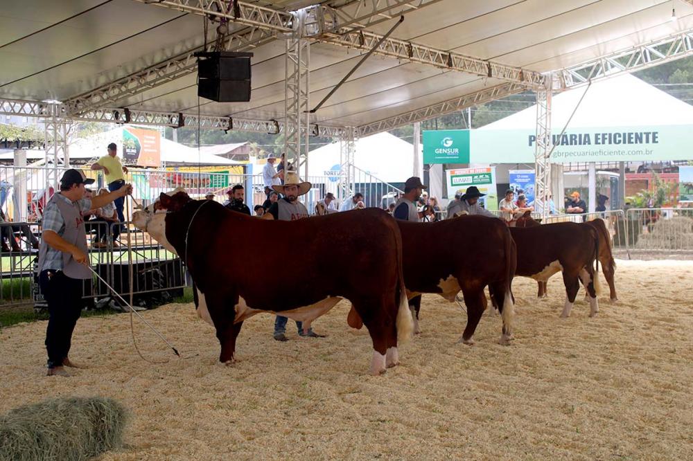 O julgamento de classificação dos animais rústicos será no dia 10 de março, a partir das 17h, já dos animais a galpão será realizado no dia 11, a partir das 17h.Foto: Dhésika Vidikin.