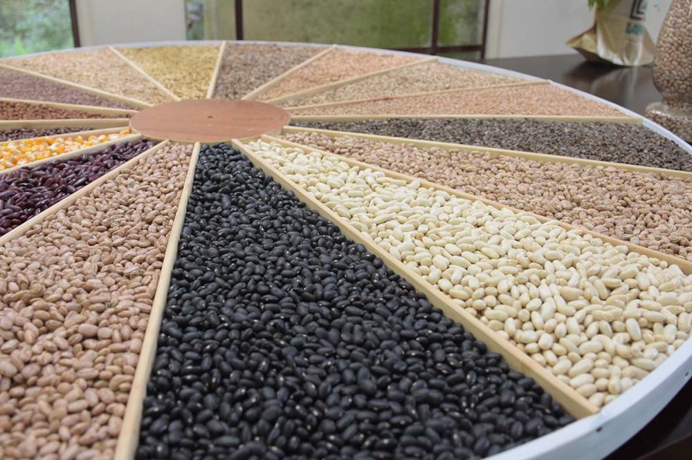 10 de fevereiro, é celebrado o Dia Mundial das Leguminosas. A data criada em 2016 pela Organização das Nações Unidas para a Alimentação e a Agricultura (FAO). Fotos Toninho Anhaia
