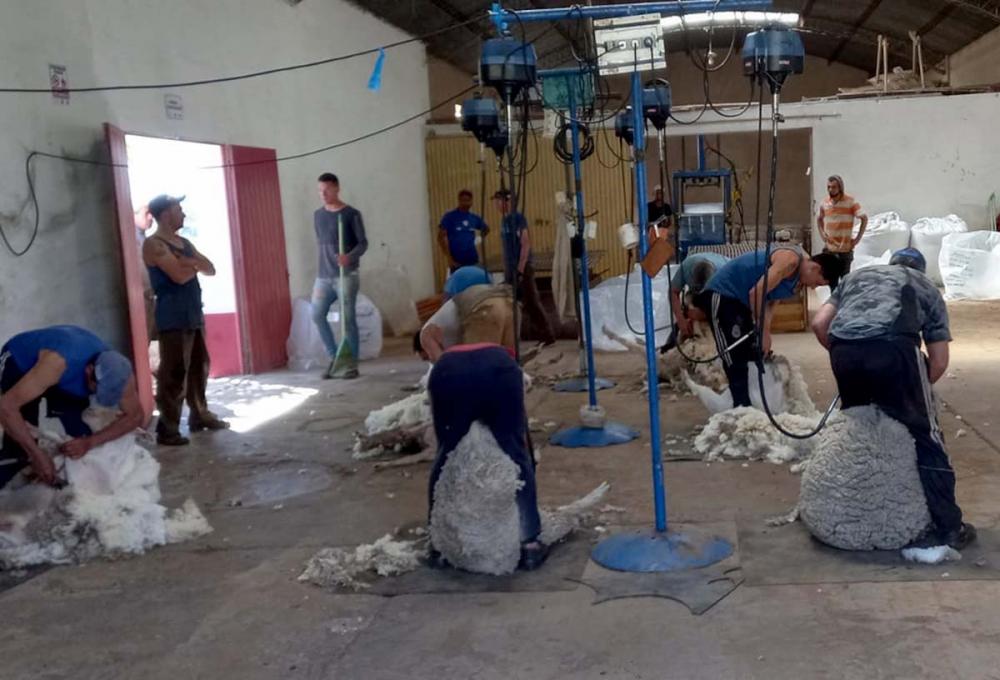 Ao todo, o programa da Arco certifica lã de 18 produtores gaúchos das cidades de Herval, Pedras Altas, Alegrete, Uruguaiana, Bagé e Pinheiro Machado