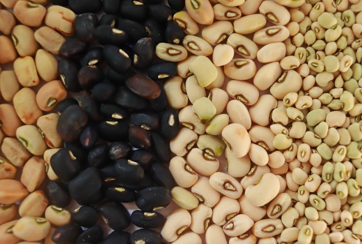 Grãos das novas cultivares de feijão (marrom, preto, branco e manteiguinha),