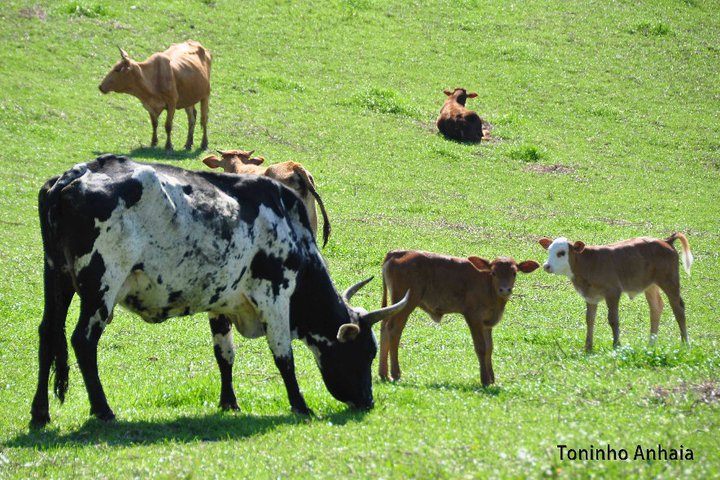 A Resolução Estadual nº 55/2020 dispõe sobre novas regras de indenização de proprietários de bovinos e bubalinos com diagnóstico positivo para tuberculose. 