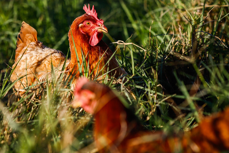 As duas entidades elaboraram um informativo para alertar os produtores e outros elos da cadeia produtiva de aves sobre a necessidade de aumentar a vigilância e controle nas propriedades e evitar o surgimento de focos da enfermidade no Brasil, diante dos i