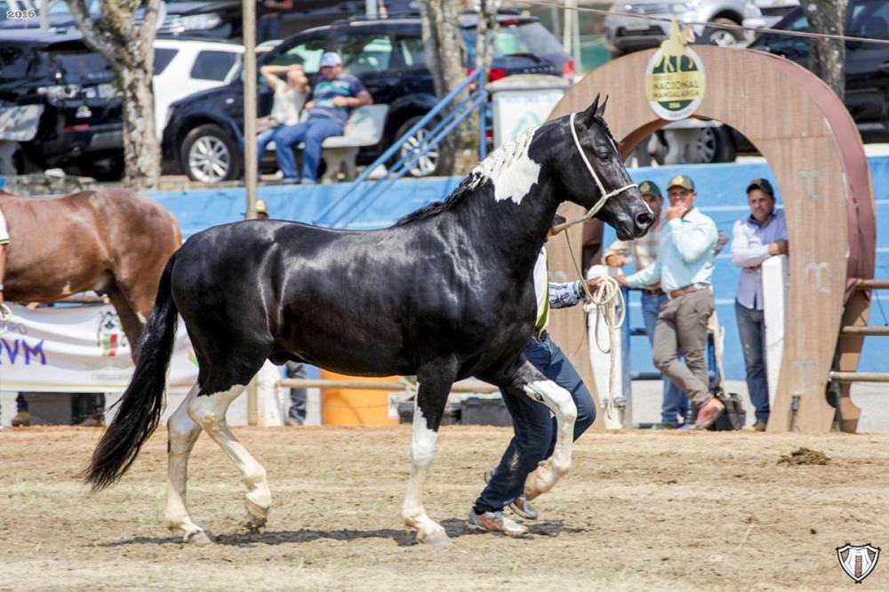Liminares na justiça é que tem poupado a vida do cavalo.