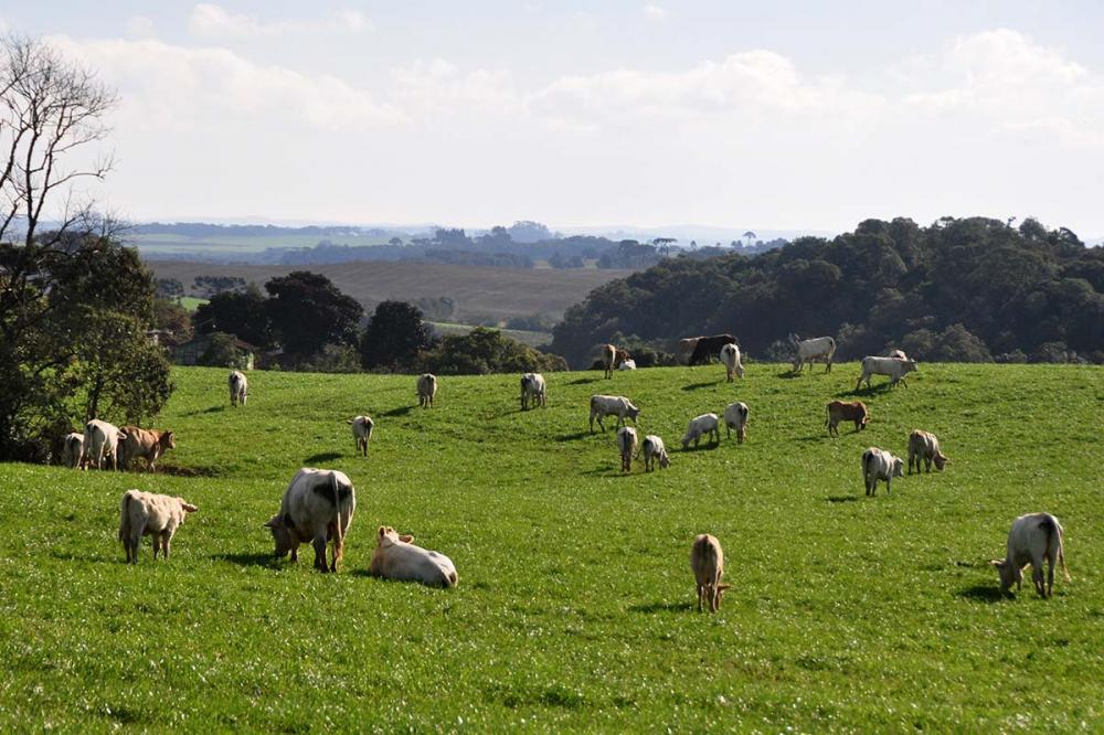 O setor de carne brasileiro enfrenta mais um desafio com a suspensão temporária das exportações para a China devido a um caso atípico de mal da vaca louca. Foto Toninho Anhaia