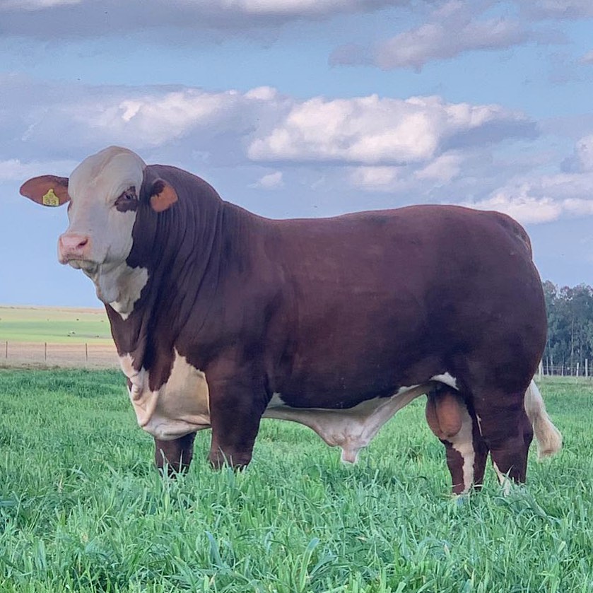 Normalmente, em média, os pastos com Mavuno da Fazenda Esperança recebem entre 2 mil e 2,5 mil quilos de peso vivo por hectare em um sistema rotacionado de pastejo, com altura de entrada de 40 cm, saída de 20 cm e cobertura com 240 Kg/ha de ureia, fracion