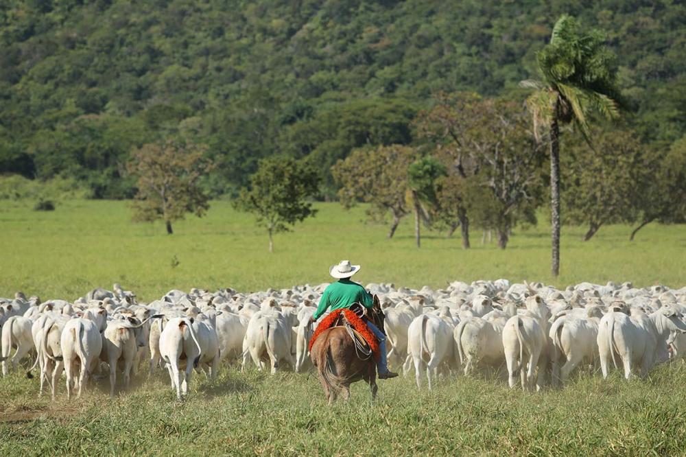 Outro ponto que evoluiu substancialmente na seleção da raça Nelore é a fertilidade das matrizes.